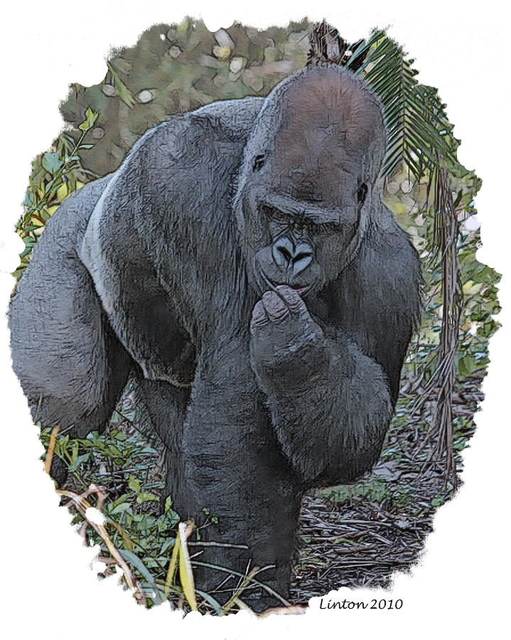 Nature Digital Art - Lowland Silverback Gorilla by Larry Linton