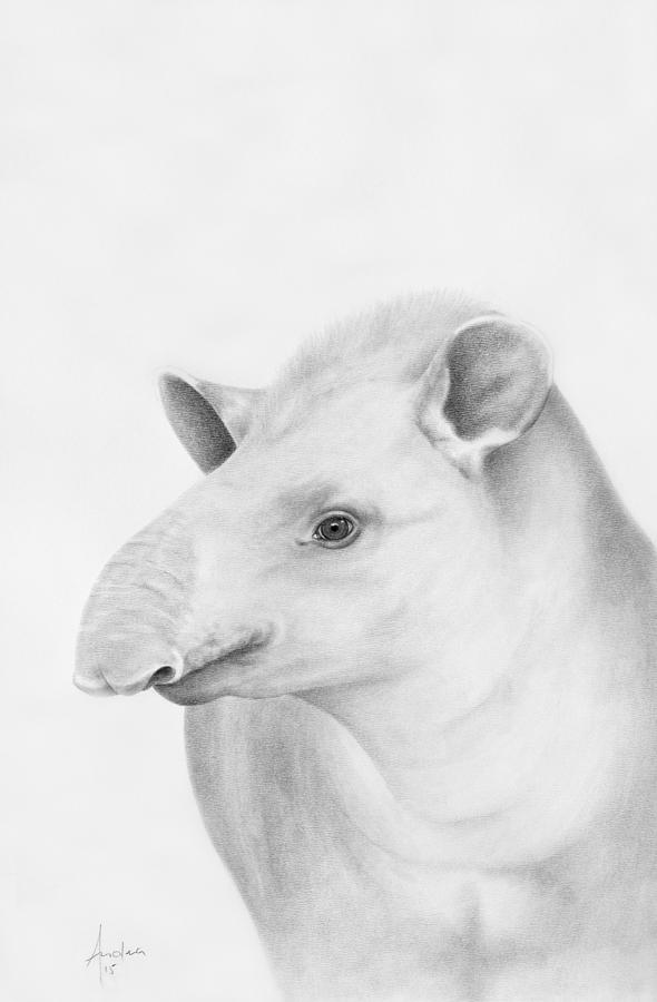 Lowland Tapir Drawing by Andrea Angulo Fine Art America