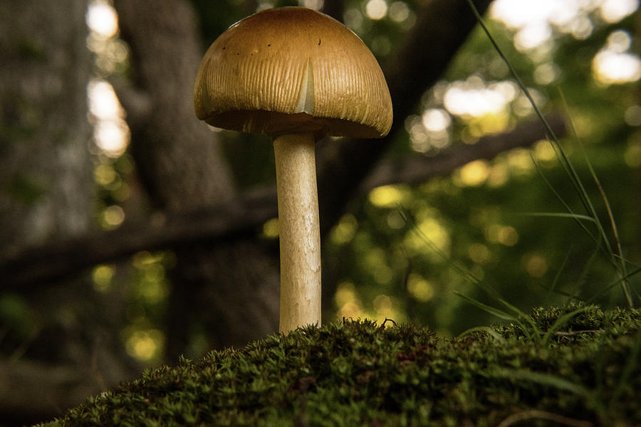 Lowly Mushroom in the Dark Forest Photograph by Douglas Barnett