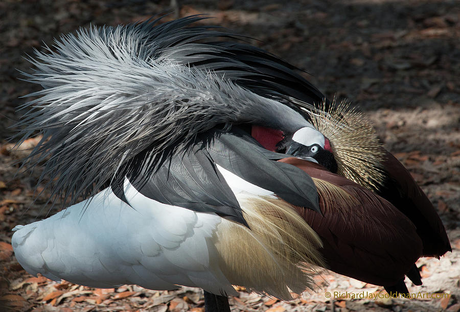 Lowry Park Zoo Bird Photograph by Richard Goldman