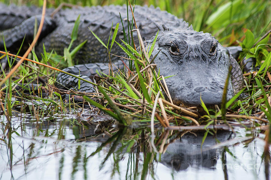 Loxahatchee Alligator-0639 Photograph by Steve Somerville