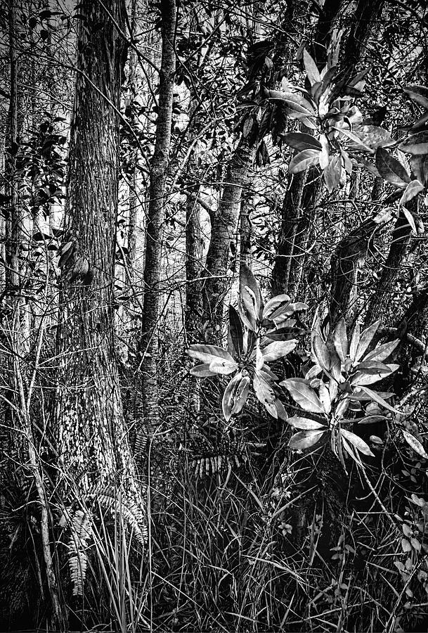Loxahatchee Refuge 6621BW Photograph by Rudy Umans