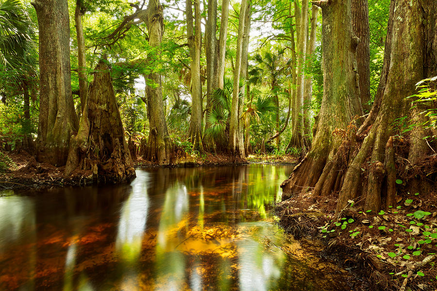 Loxahatchee River Photograph by Thorsten Scheuermann - Pixels