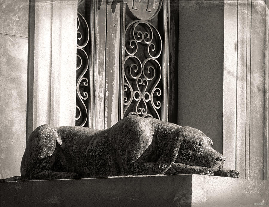 Dog Photograph - Loyal Companion by Dark Whimsy
