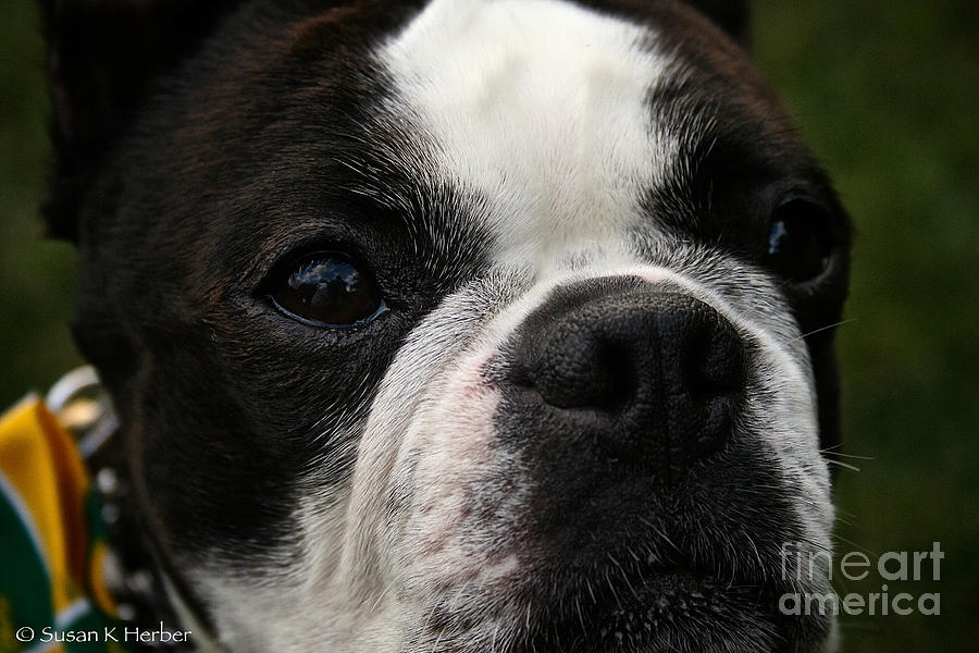 Dog Photograph - Loyal Eyes by Susan Herber