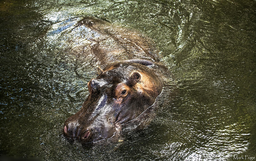 San Diego Photograph - Lu The Homosassa Hippo by Mark Fuge