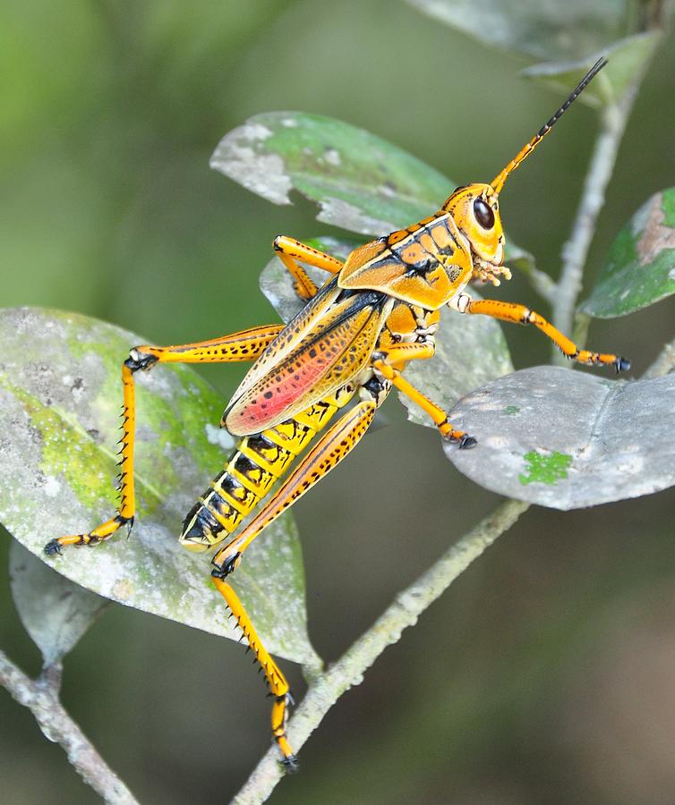 Lubber Grasshopper Photograph by Amy Spear | Fine Art America