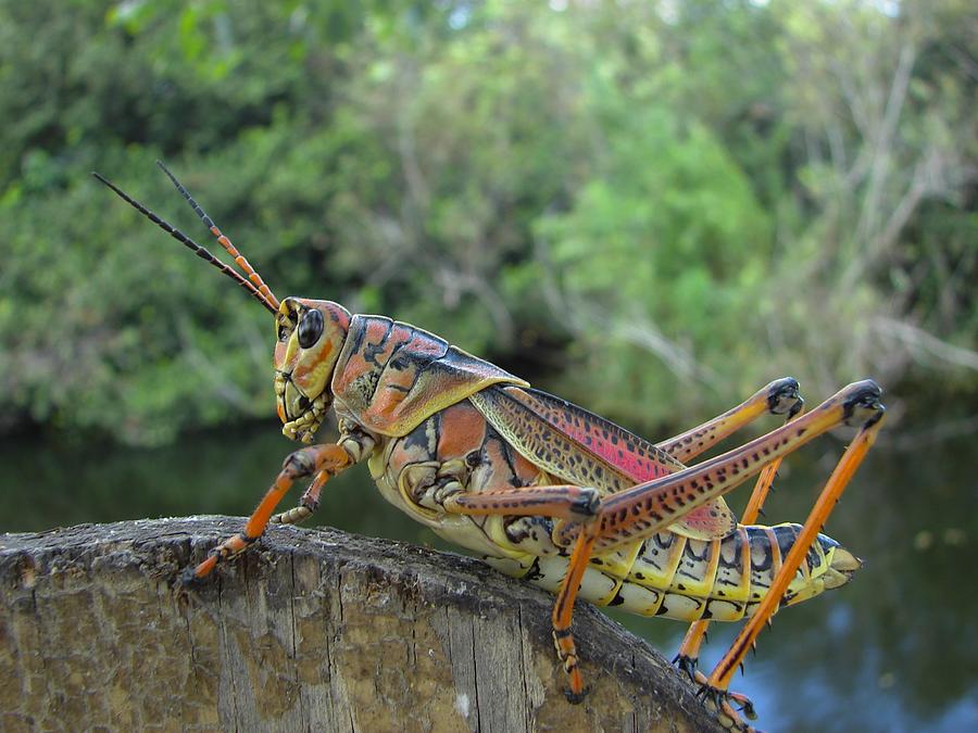 Lubber Grasshopper Photograph by Carl Moore
