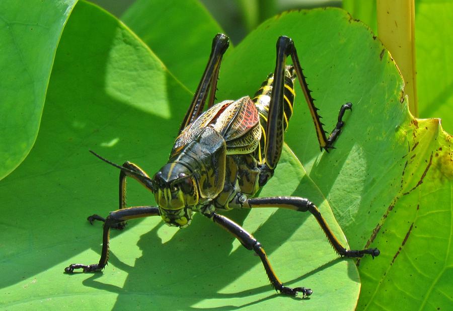 Lubber Grasshopper Photograph by Cynthia Guinn