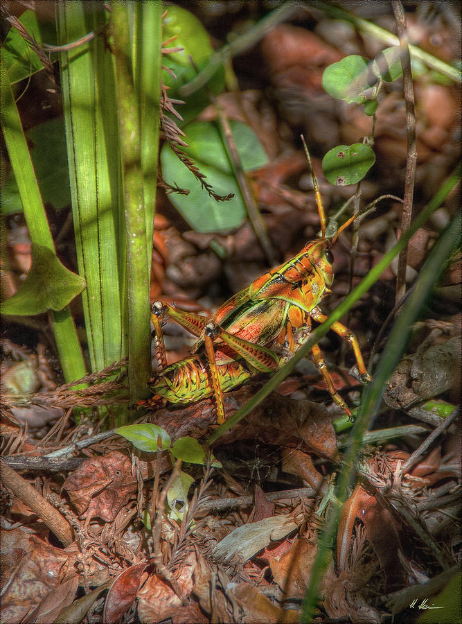Lubber Grasshopper Photograph by Hanny Heim