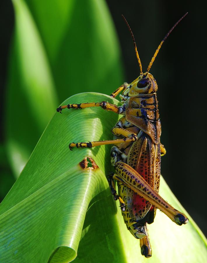 Insects Photograph - Lubber Grasshopper II by Richard Rizzo