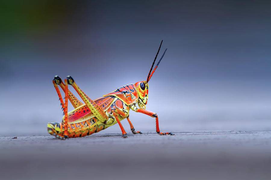 Grasshopper Photograph - Lubber Grasshopper by Mark Andrew Thomas