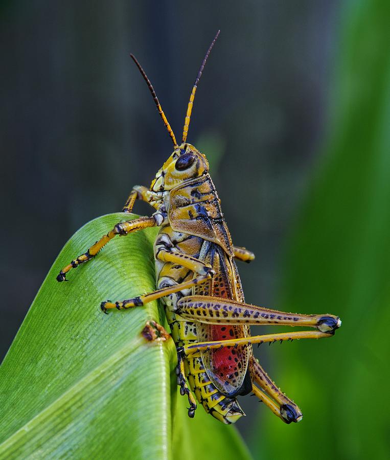 Lubber Grasshopper Photograph by Richard Rizzo
