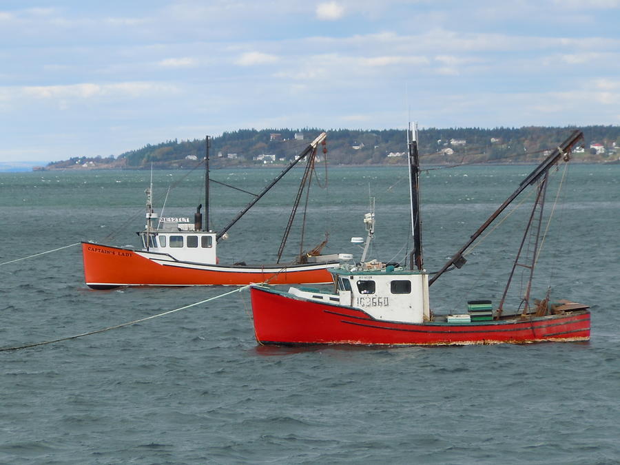 Lubec Lobster Boats Photograph by Francine Frank