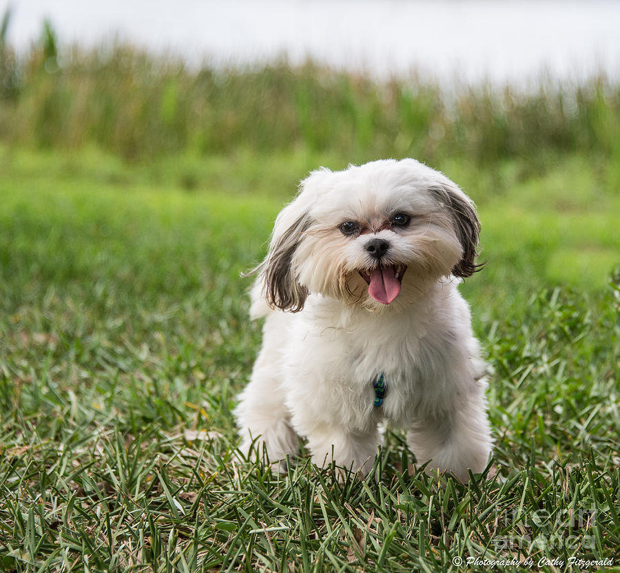 Luca Photograph by Cathy Fitzgerald - Fine Art America