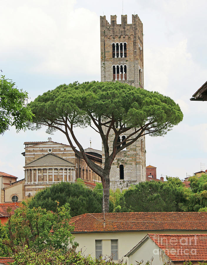 Lucca Bell Tower  0800 Photograph by Jack Schultz