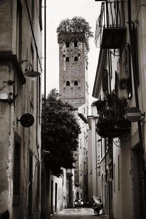 Lucca Torre Alberata Photograph by Songquan Deng