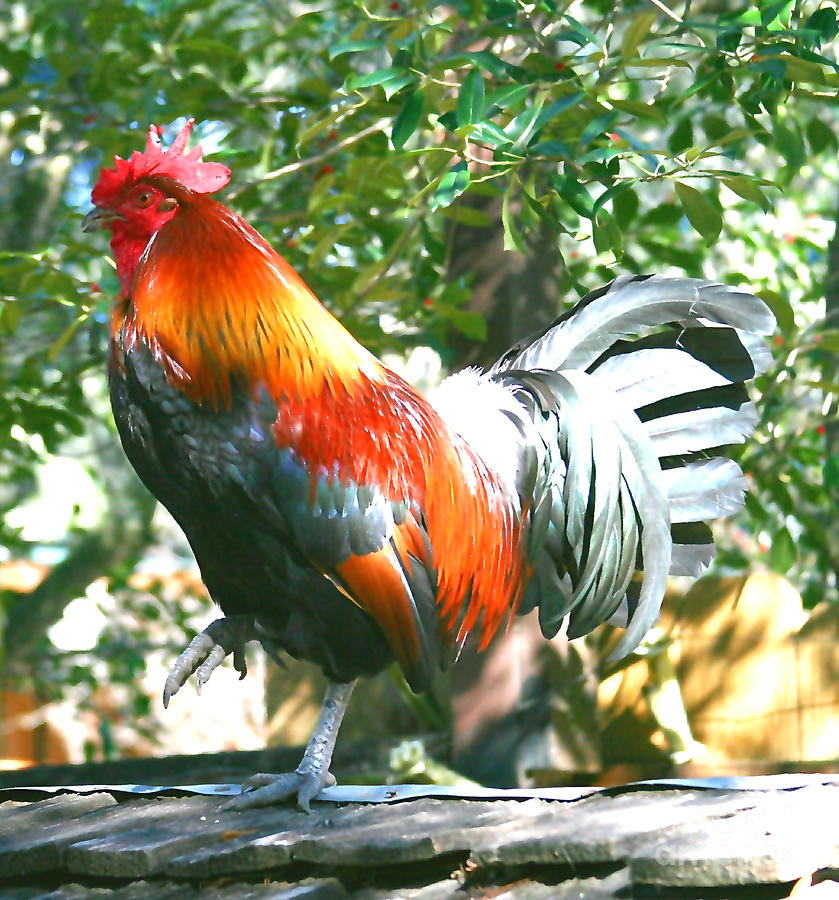 Luchenbach Rooster Photograph by Terry Burgess