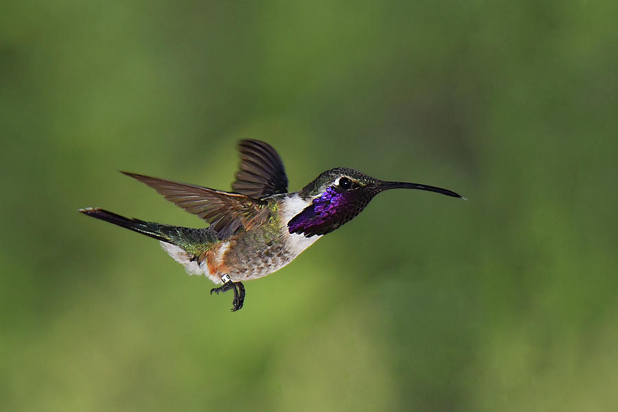 Lucifer Hummingbird Photograph by Alan Lenk
