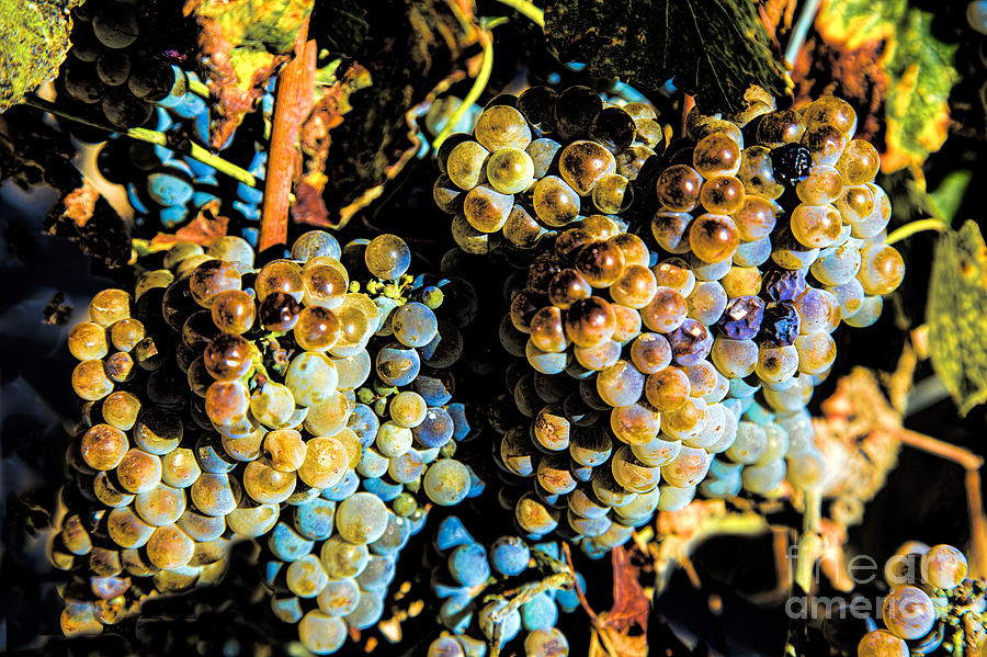 Lucious Grapes Photograph by Rick Bragan
