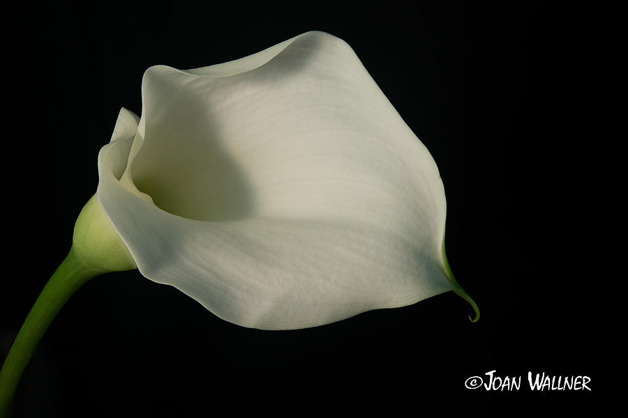 White Lily Photograph by Joan Wallner