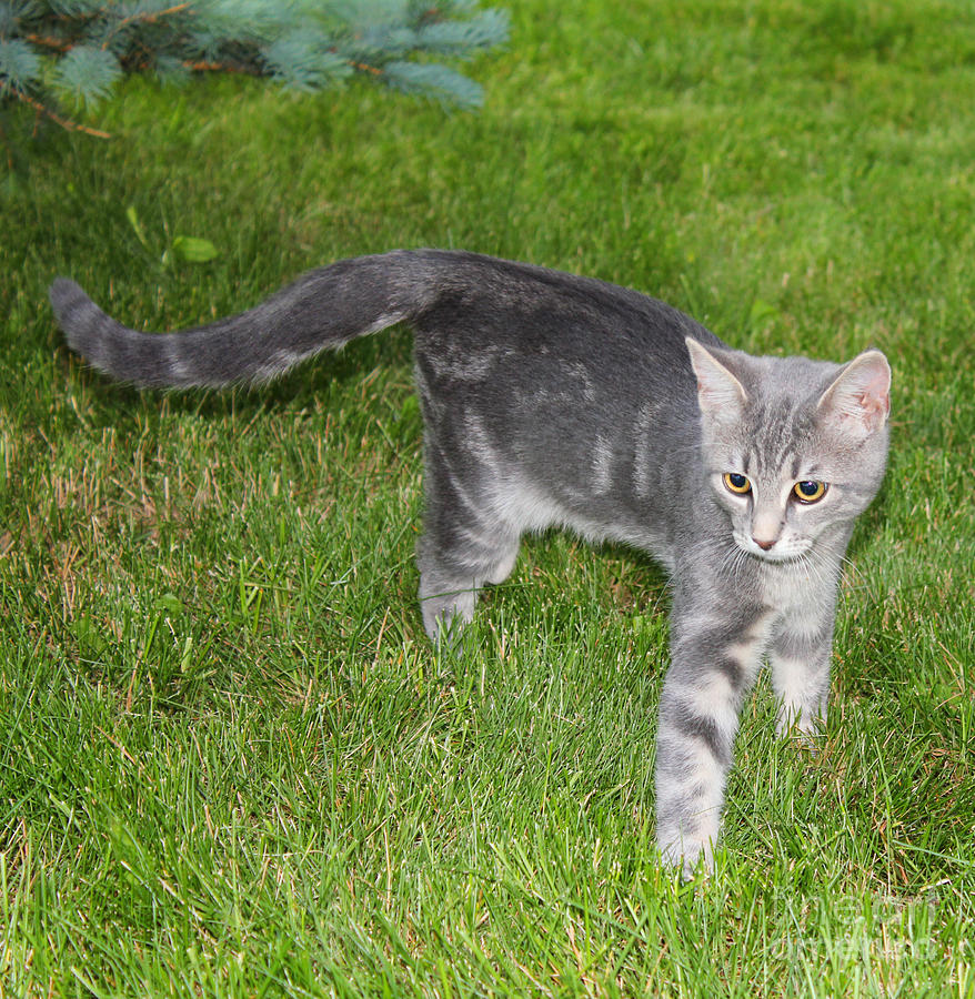 Gray Tabby Kitten Photograph by Donna L Munro