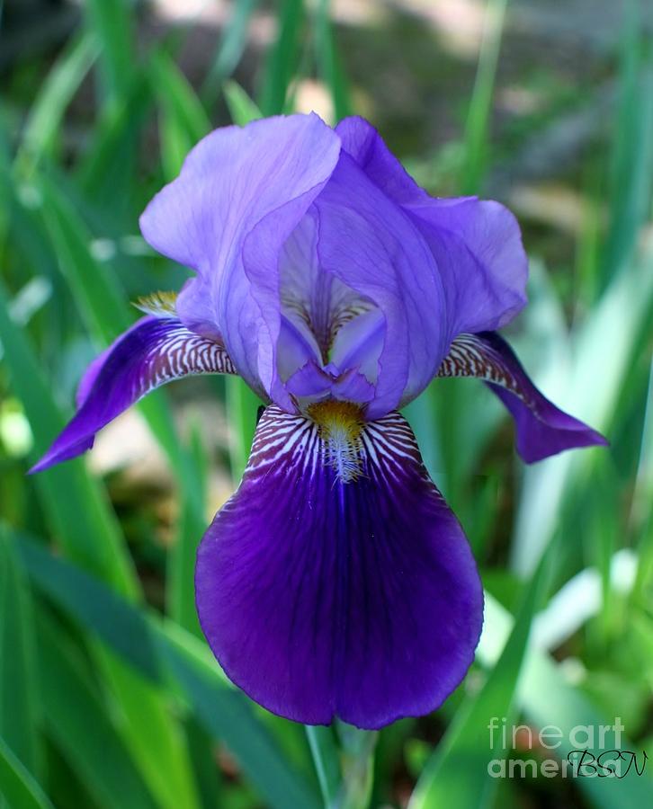 Luck Of The Iris Photograph by Barbara S Nickerson