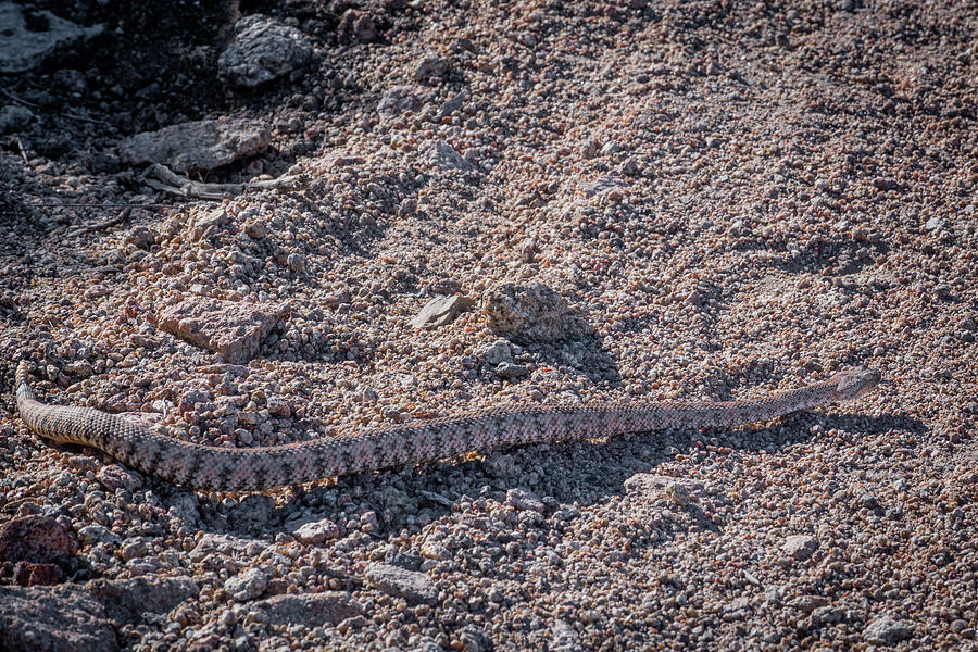 Lucky 5 Rattlesnake Photograph by TM Schultze