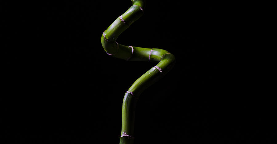 Nature Photograph - Lucky Bamboo by Pelo Blanco Photo