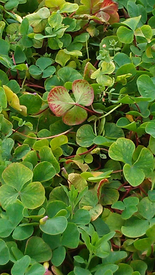Shamrock Photograph - Lucky Charms by Colleen Cornelius
