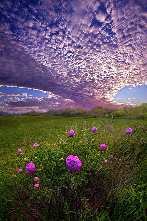 Lucky Charms Photograph by Phil Koch