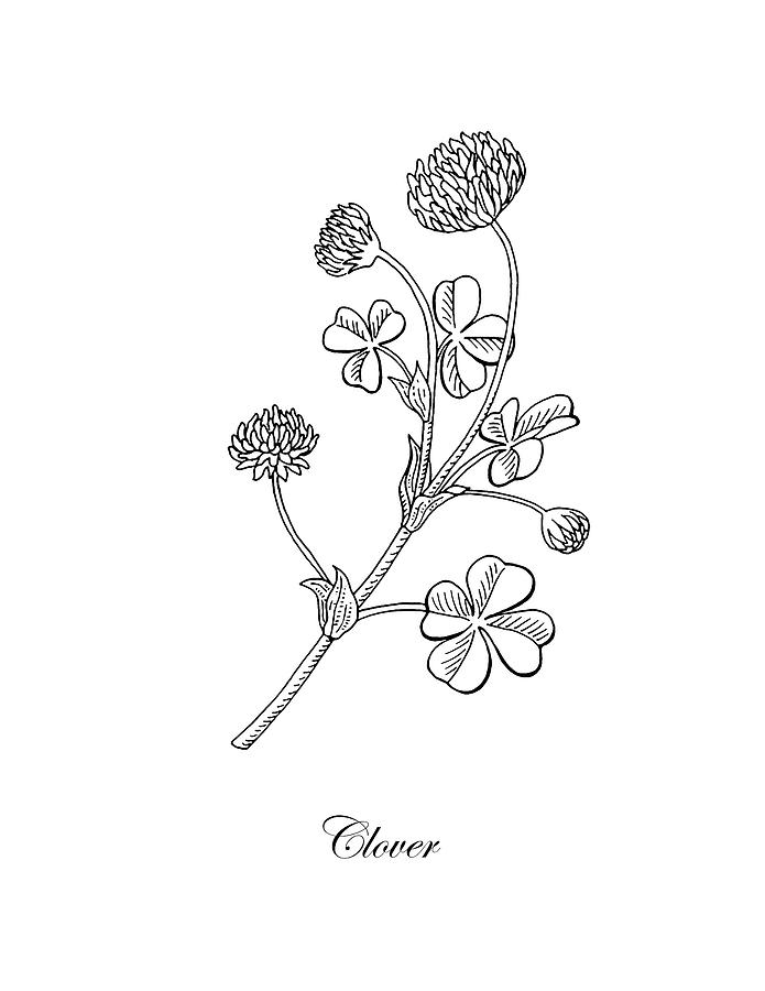 Flower Drawing - Lucky Clover Botanical Flower Drawing  by Irina Sztukowski