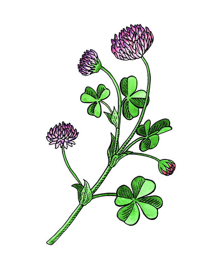 Lucky Clover Flower Botanical Watercolor Painting