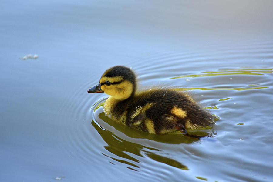 Lucky Duckling Photograph by Maria Keady - Fine Art America