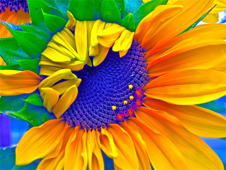 Sunflower Photograph - Lucky by Gwyn Newcombe