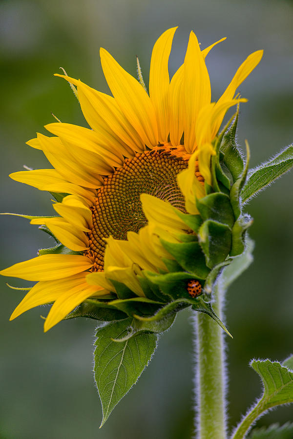 Sunflower Photograph - Lucky Lady by Dale Kincaid
