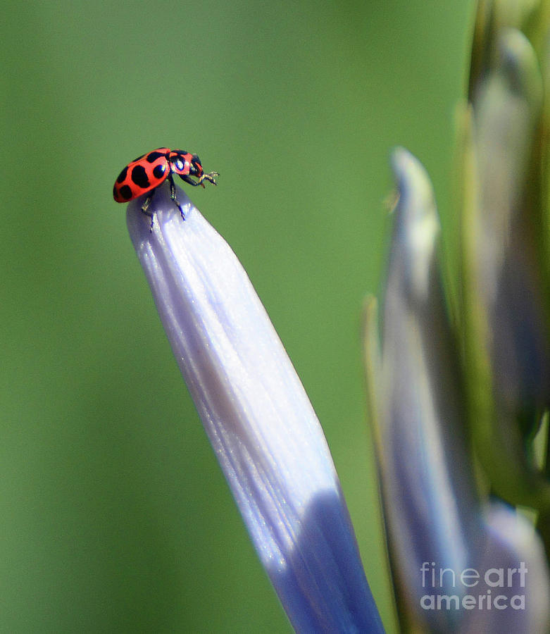 Lucky Ladybug Photograph by Cindy Manero