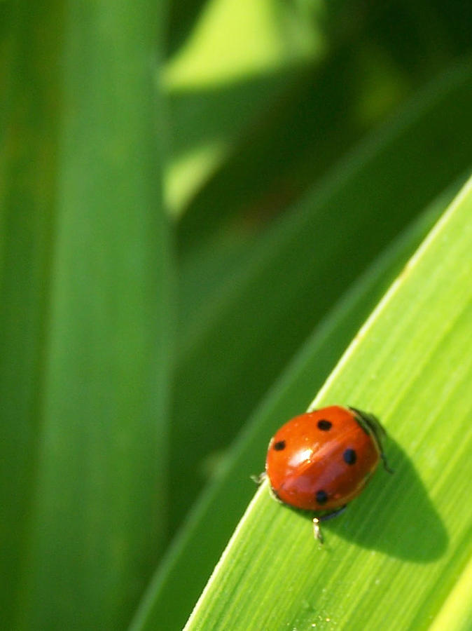 Lucky Ladybug Photograph by Sandy Collier