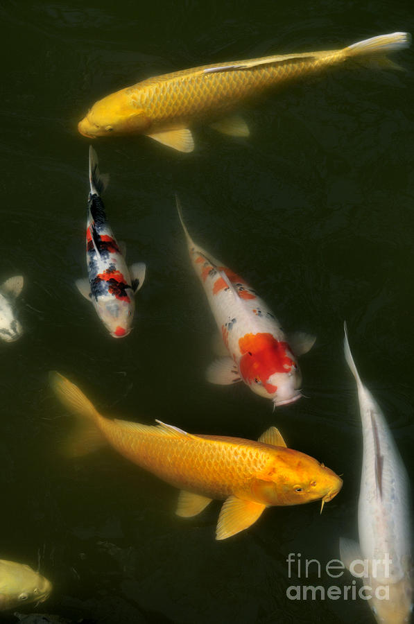 Koi Photograph - Lucky Pond by Andy Smy