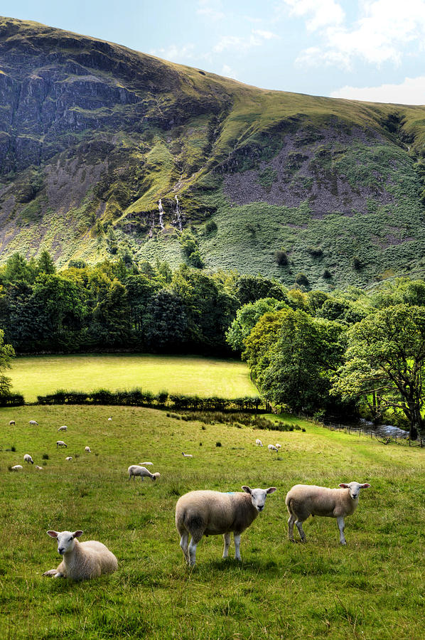 Lucky Sheep Photograph by Sarah Couzens - Pixels