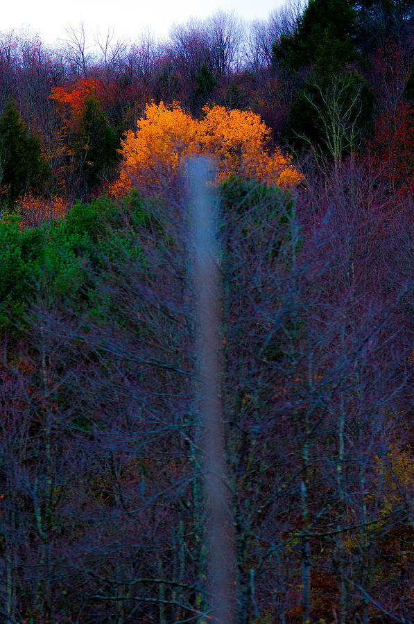 Tree Photograph - Lucky Shot by Terepka Dariusz Tree Photograph - Lucky Shot by Terepka Dariusz