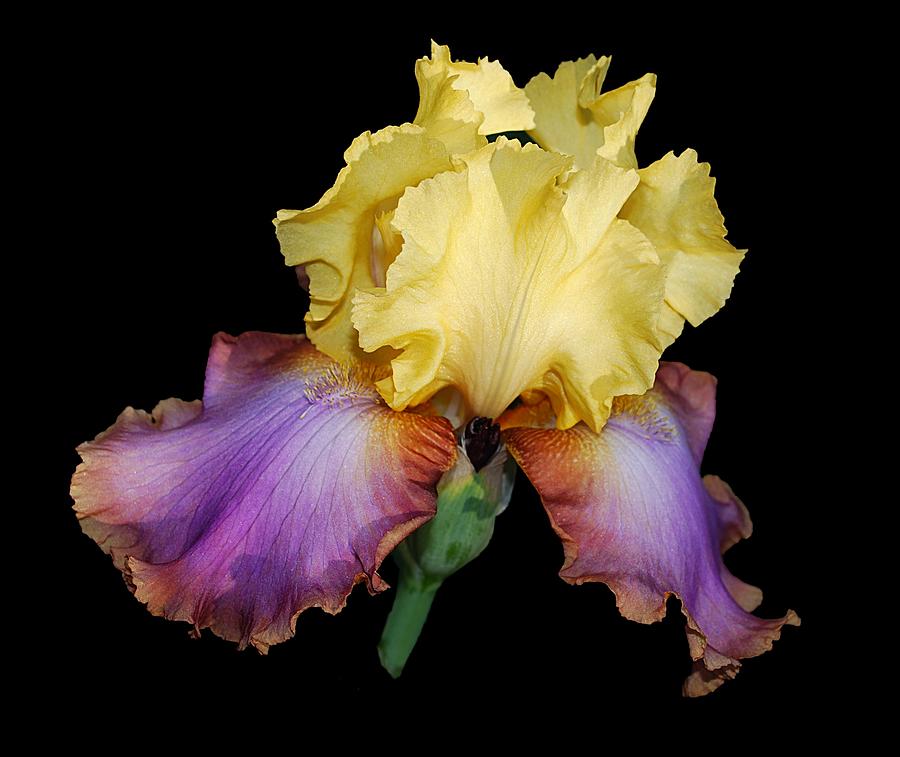 Lucky's Iris Photograph by Carol J Deltoro