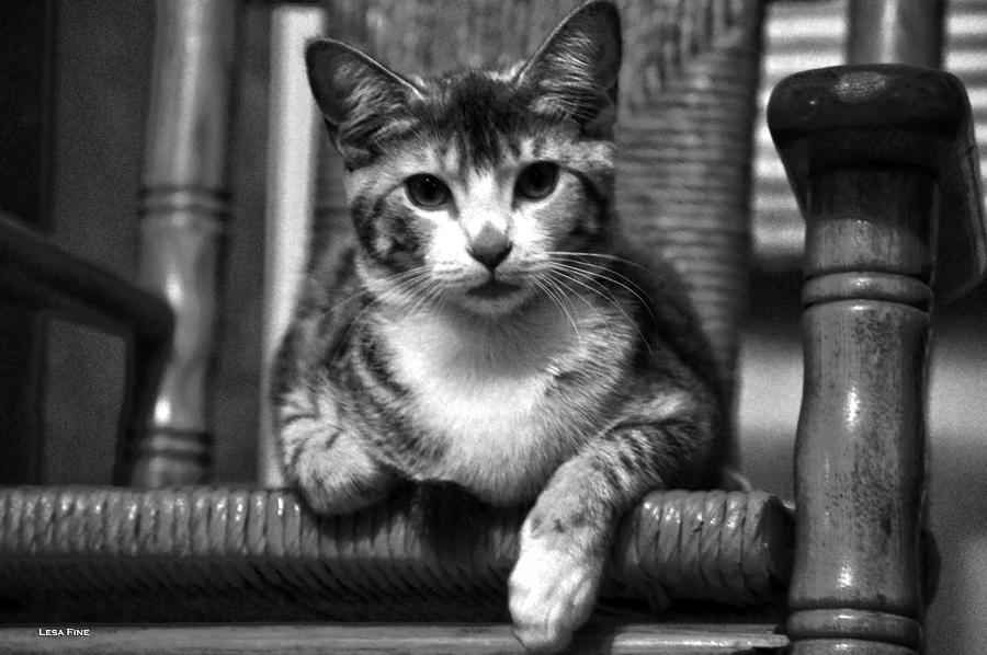 Lucy 2 BW Photograph by Lesa Fine