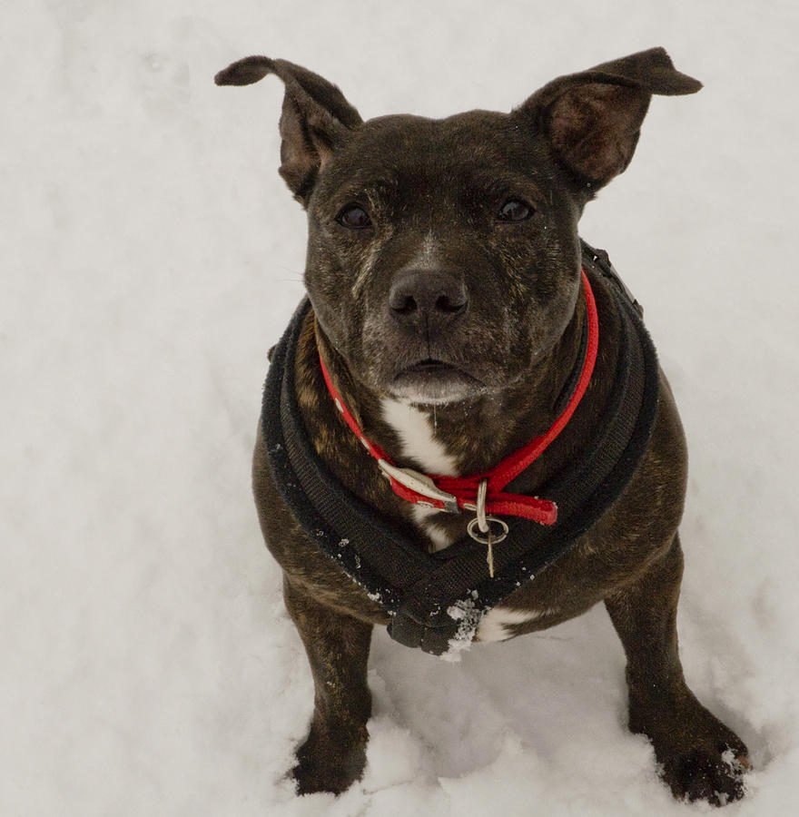 Winter Photograph - Lucy staffie in snow by Clive Beake