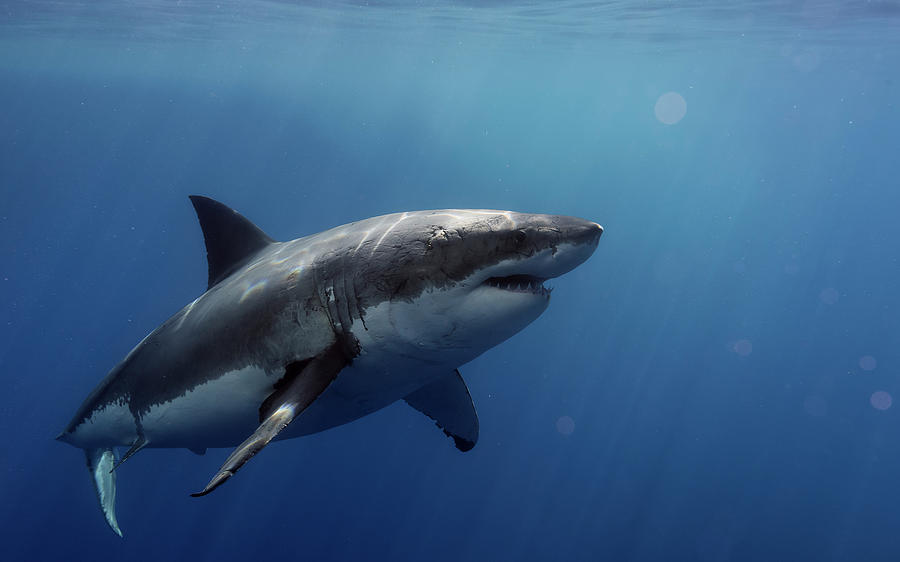Great White Shark Photograph - Lucy posing at Isla Guadalupe by Shane Linke