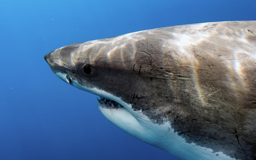 Great White Shark Photograph - Lucys Profile by Shane Linke