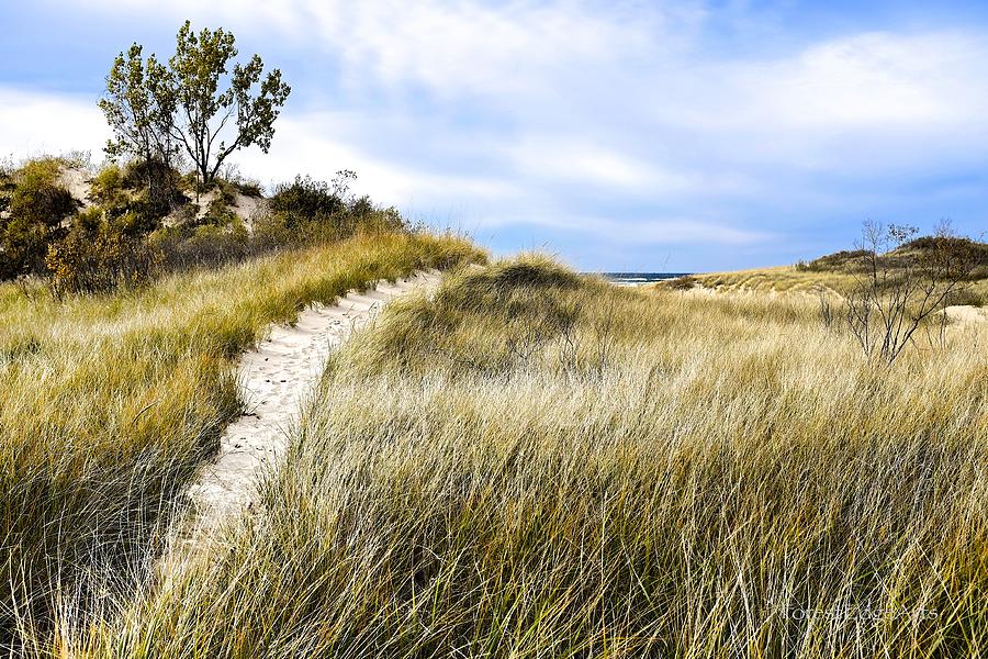 Ludington State Park Dunes Photograph by Dick Bourgault