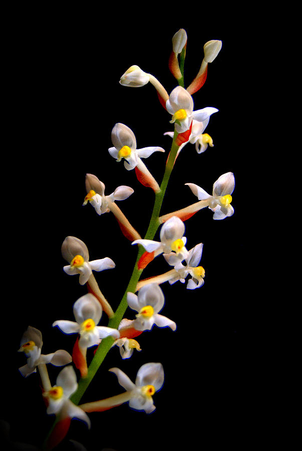 Ludisia discolor Orchid Flower Photograph by Nathan Abbott