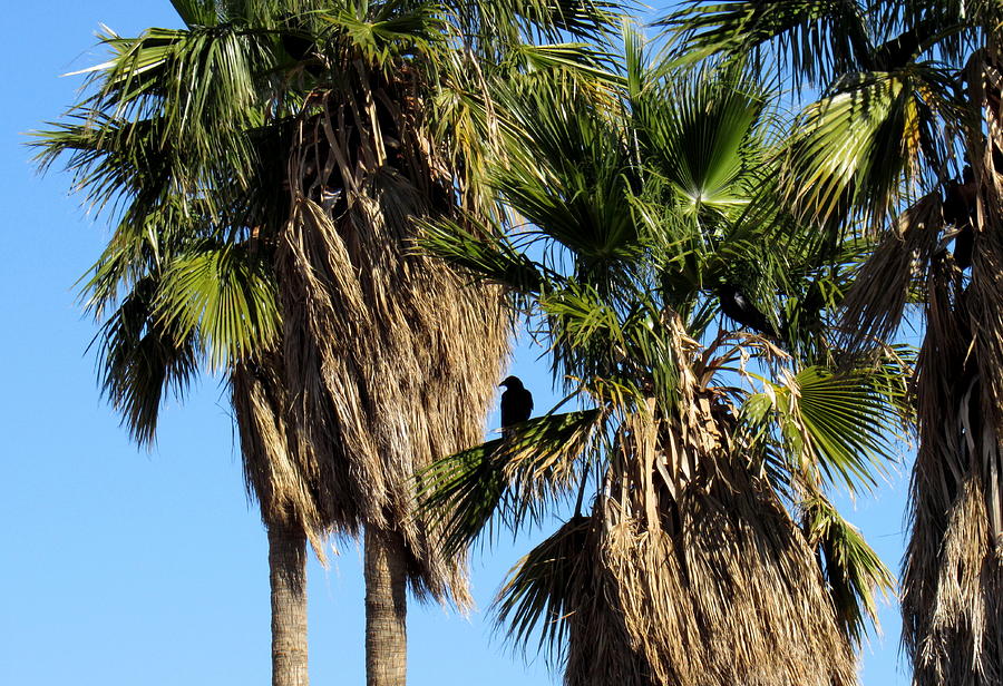 Ludlow Palm Ravens Photograph by Joshua Bales