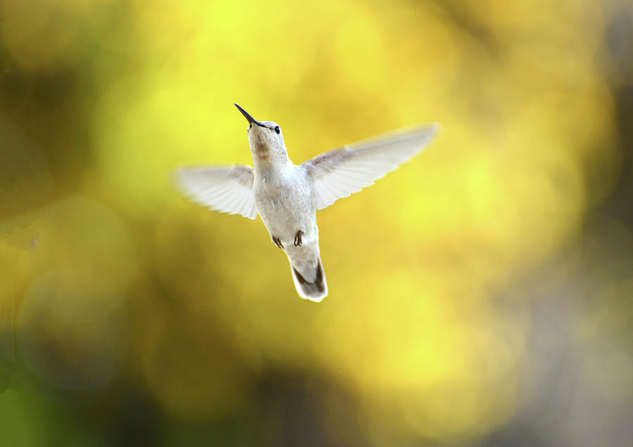 Hummingbird Photograph - Luecistic Hummingbird  by Lynn Bauer